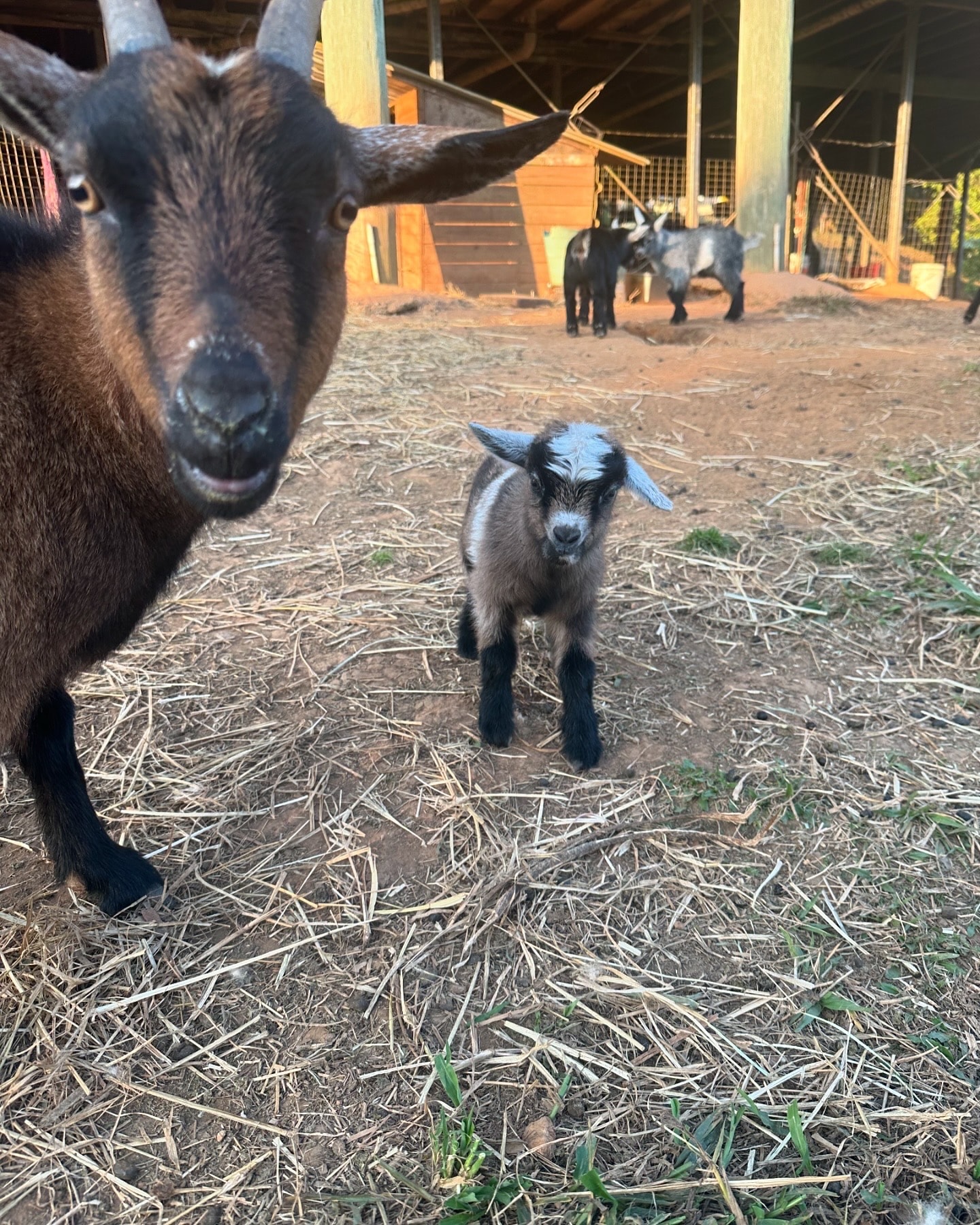 Pepper