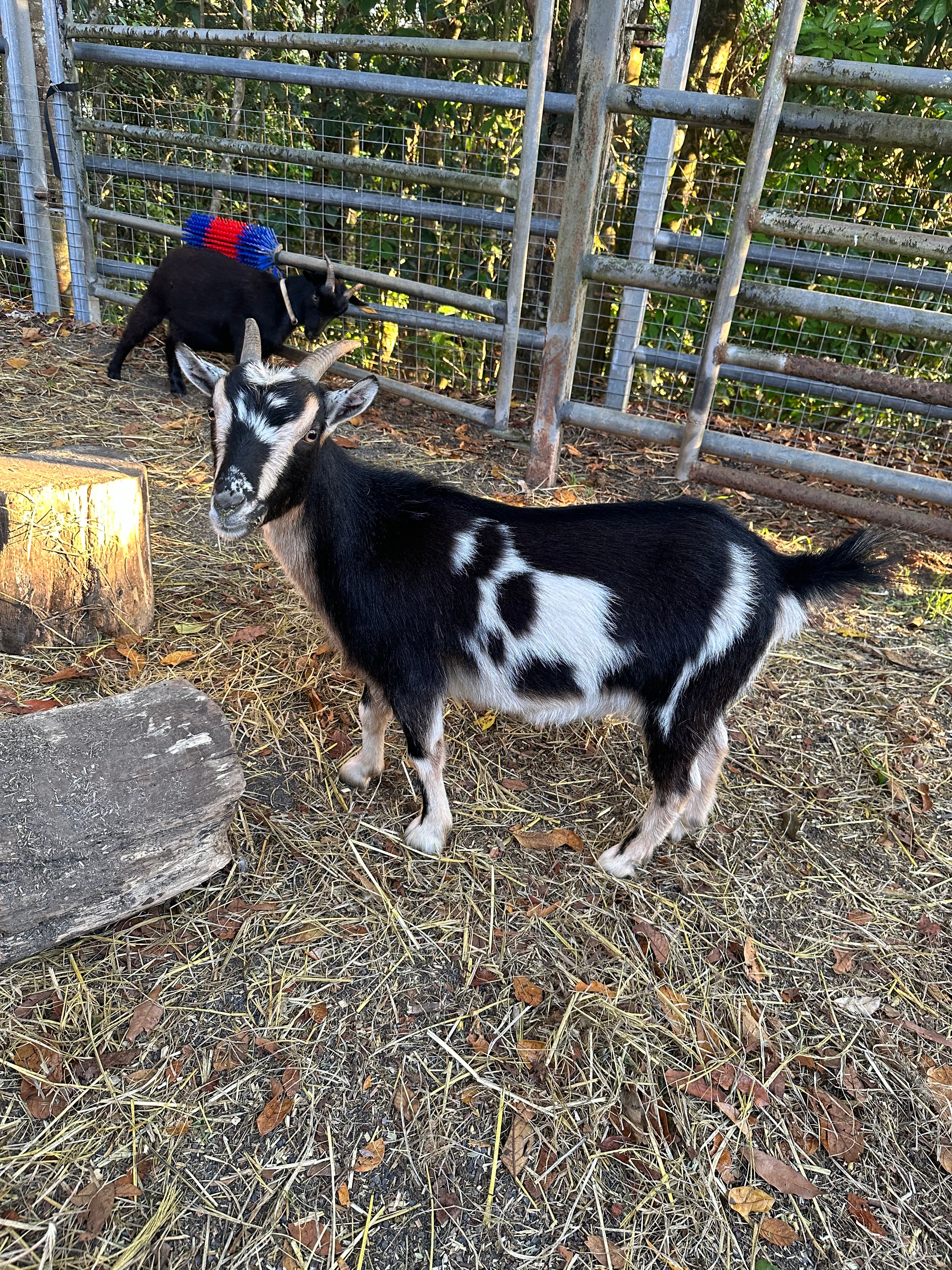 Scout