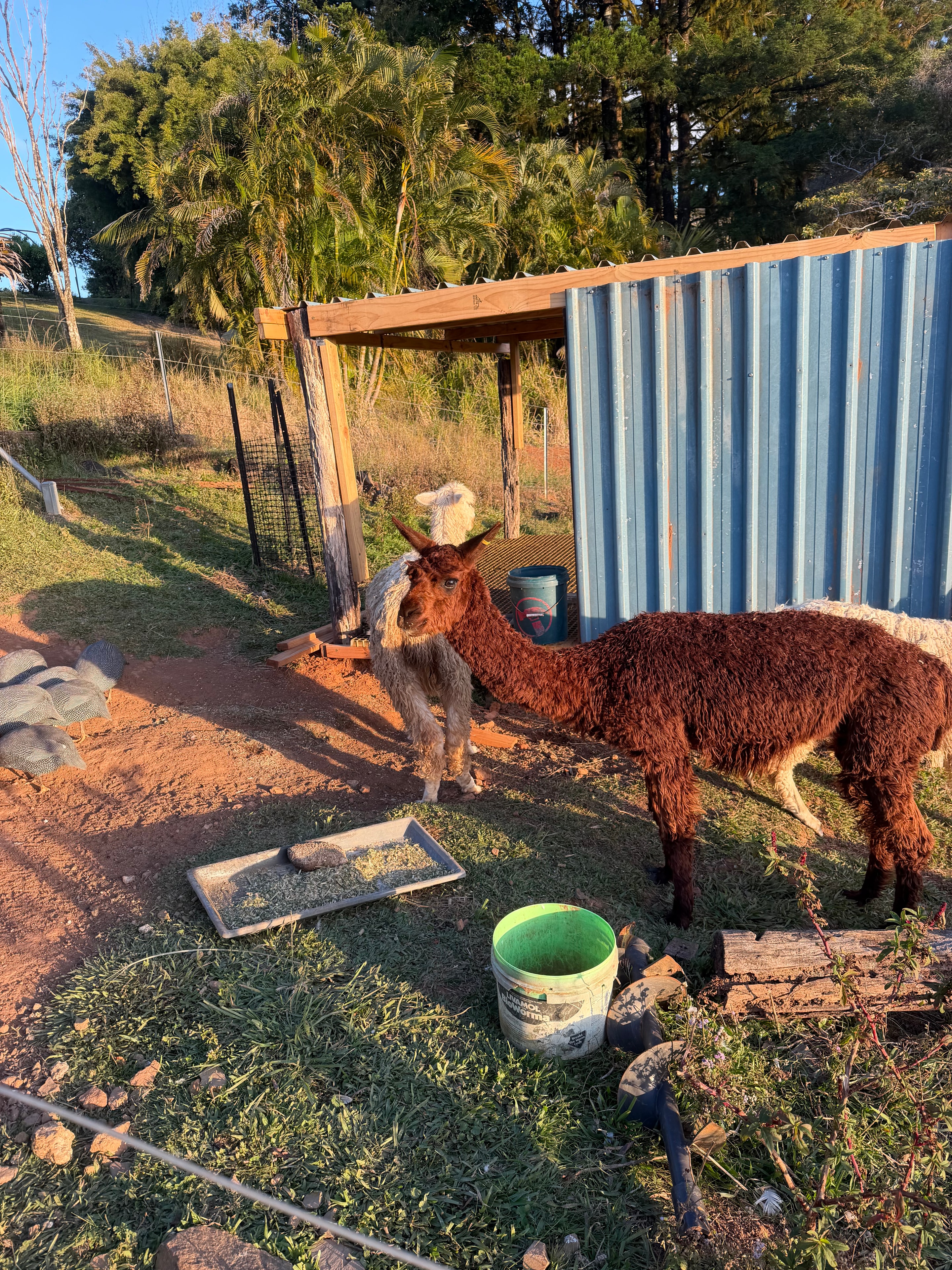 Alpacas