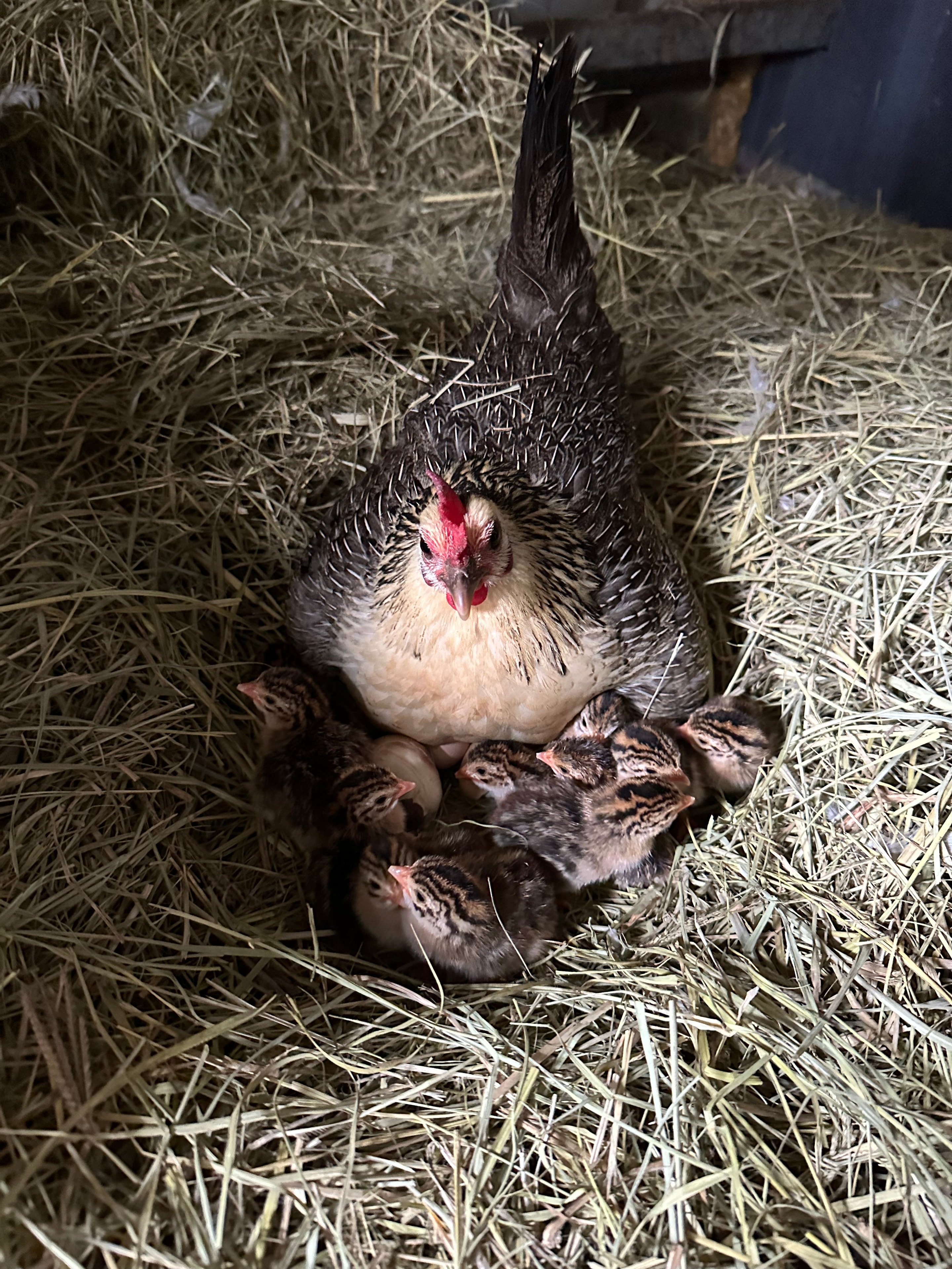Surry, our surrogate guinea fowl mum