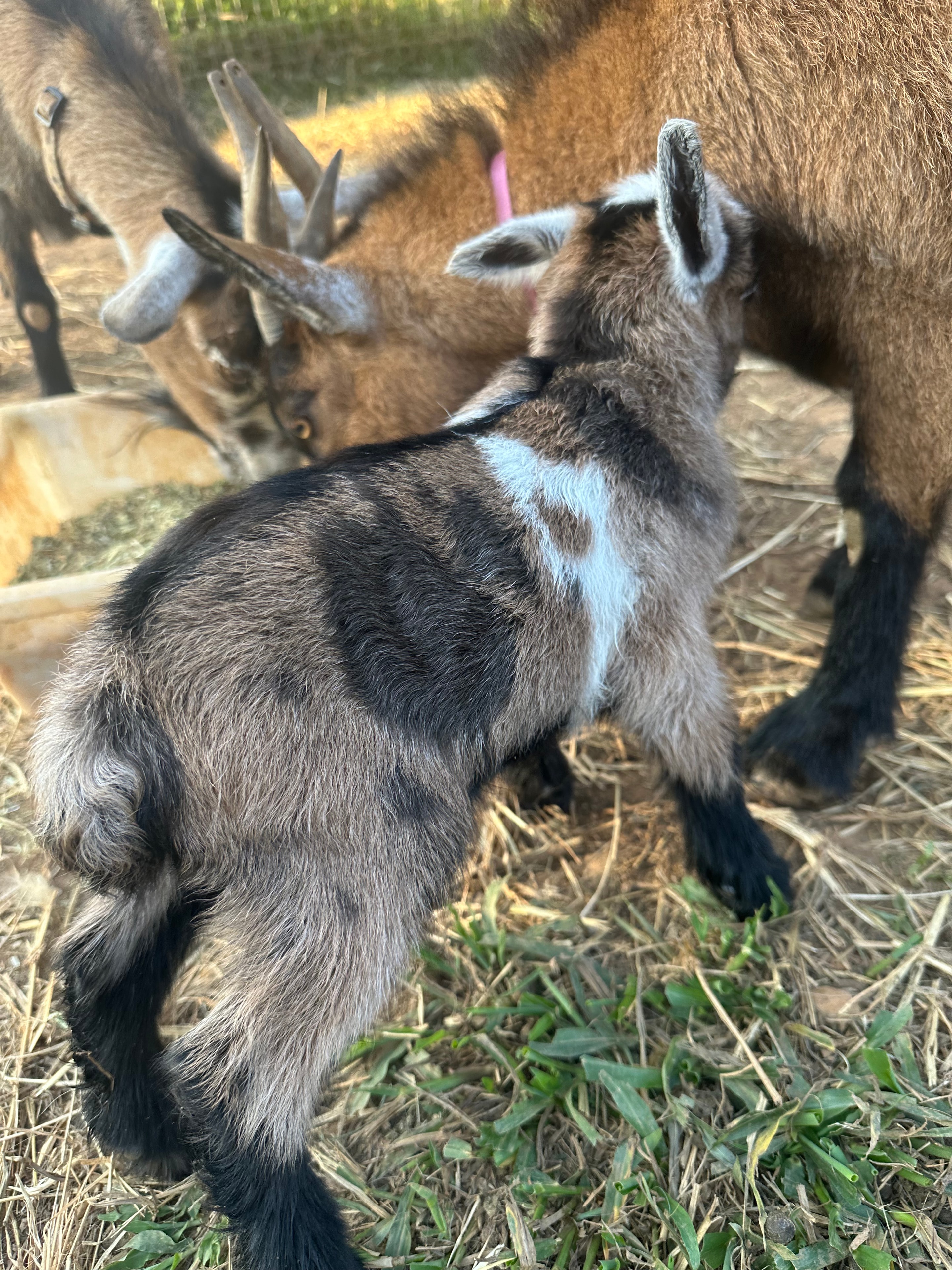 Misty Mountain Prince Charming (look at those colours!)