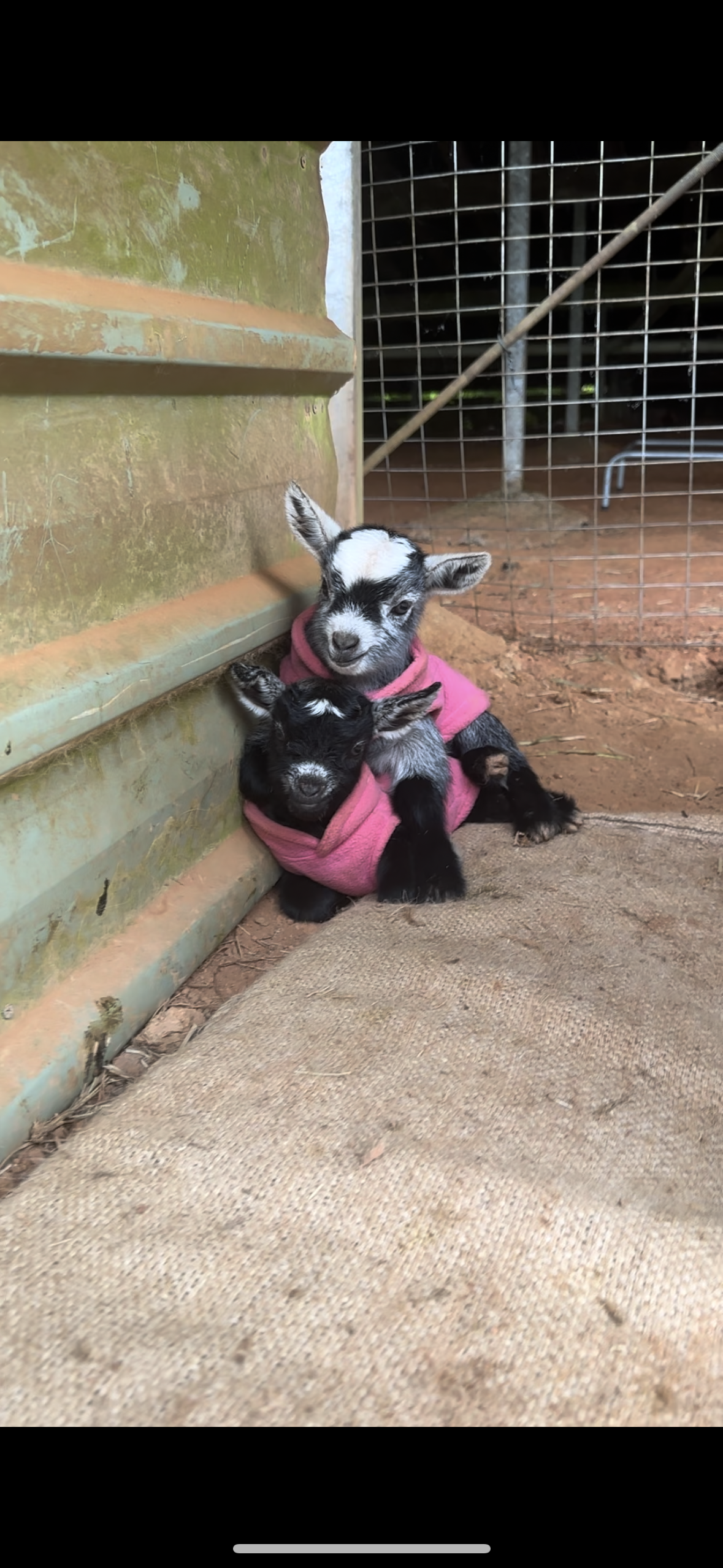 Lavender and Cinderella in their little jumpers