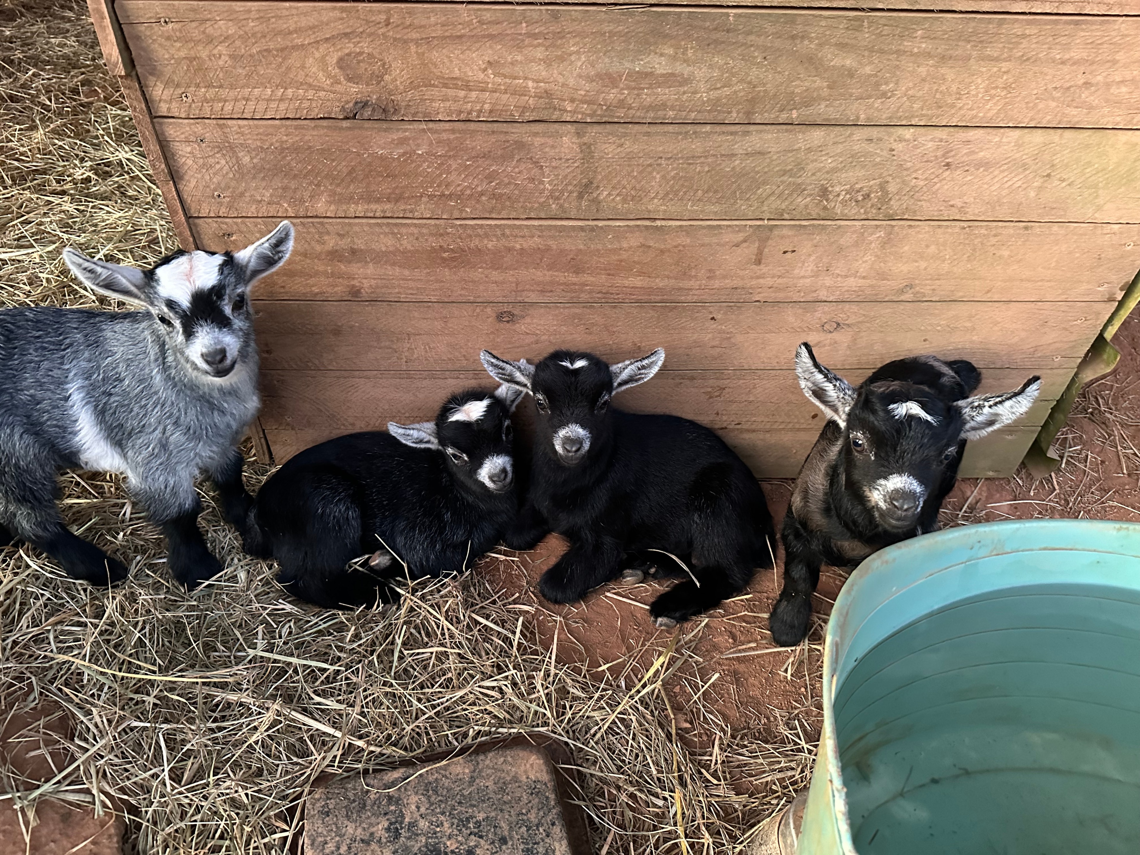Lavender, Caspian, Flynn and Cinderella (from our Disney themed breeding season)