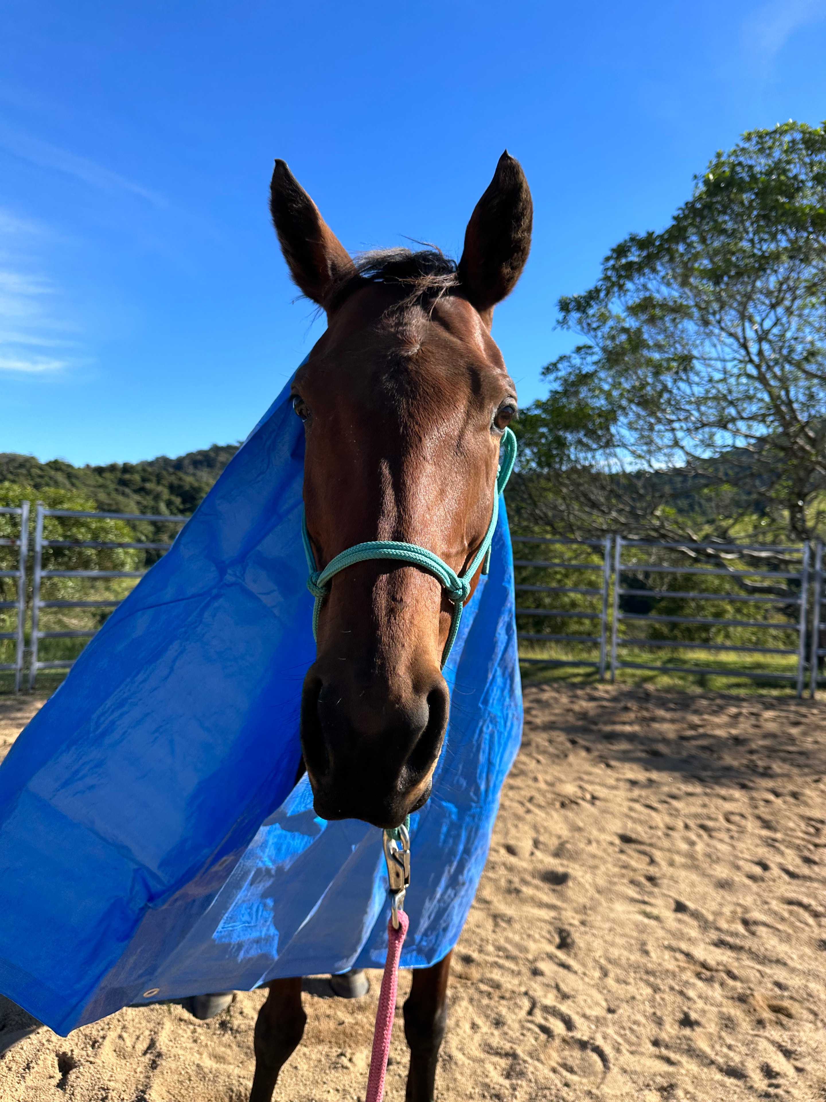 Willow (my first horse!)