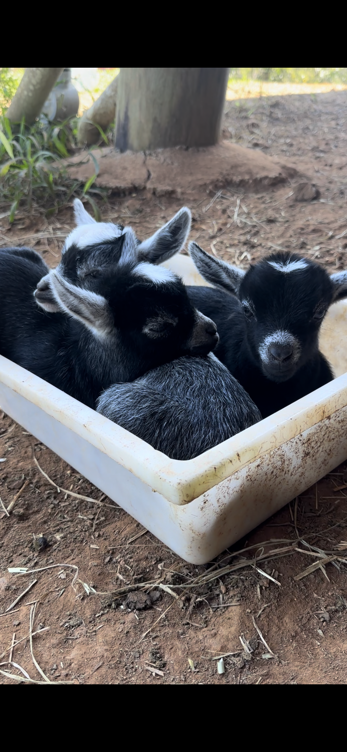 Babies chilling in the feed trough