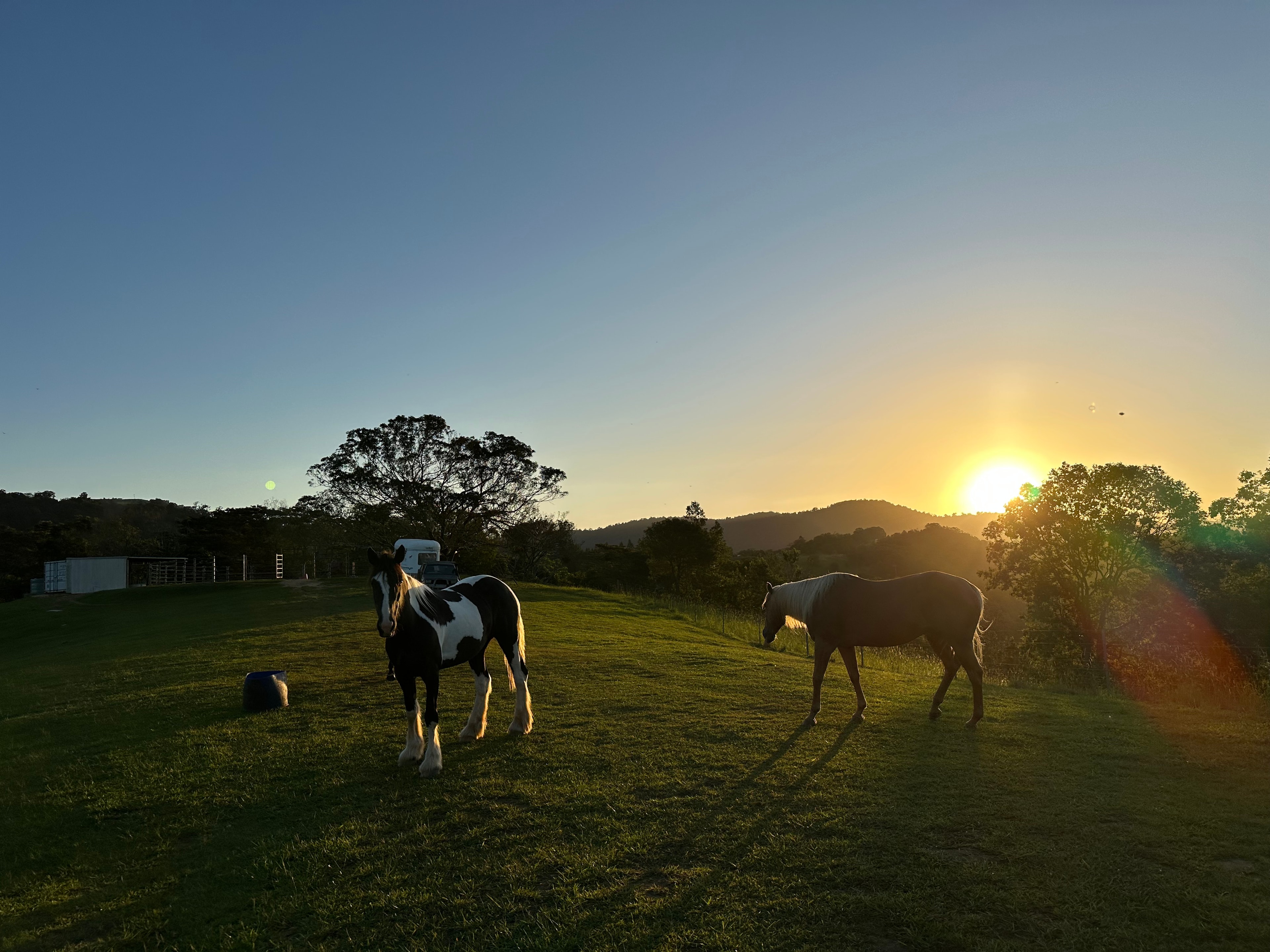 Horses in the paddock at sunset