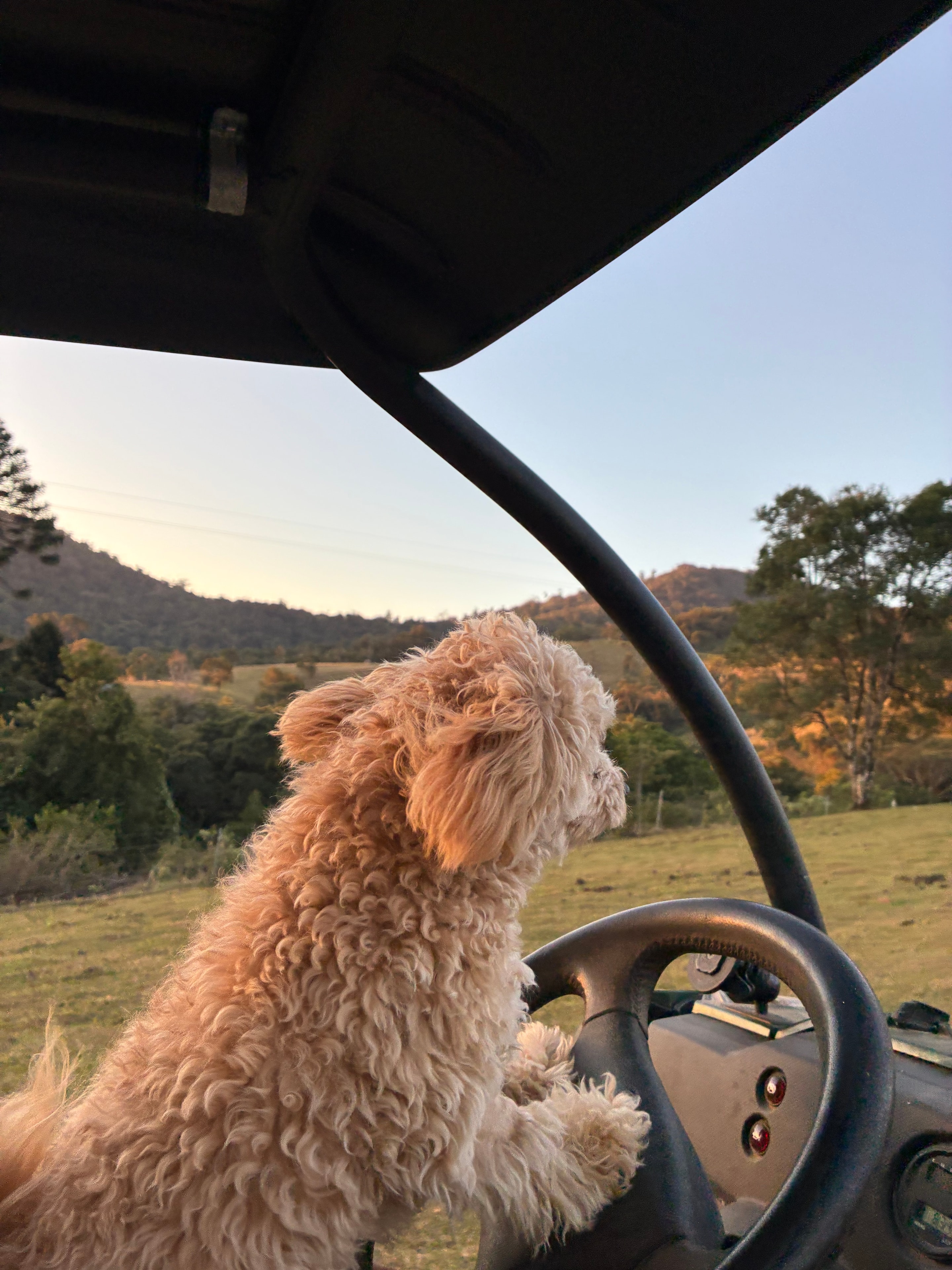 Lady driving the buggy