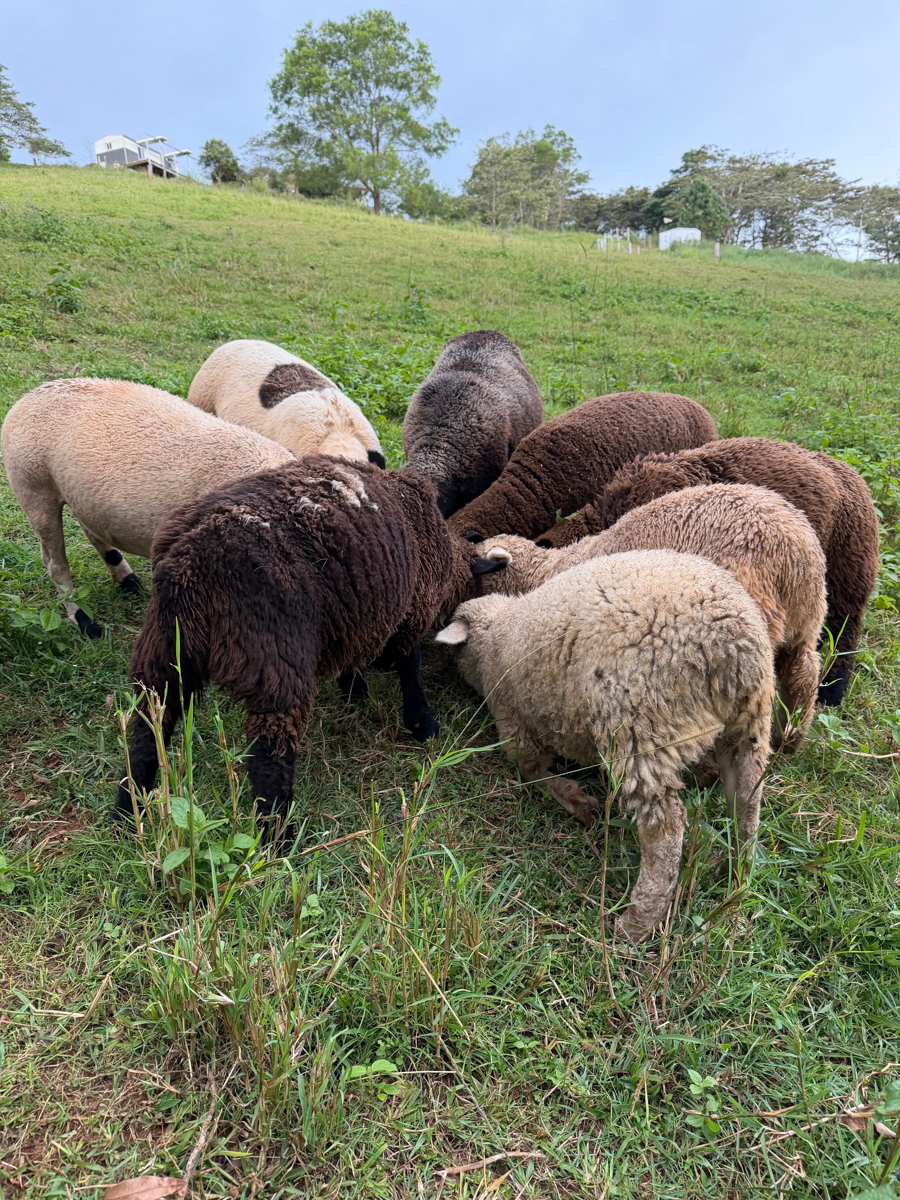 Our ewes at feed time