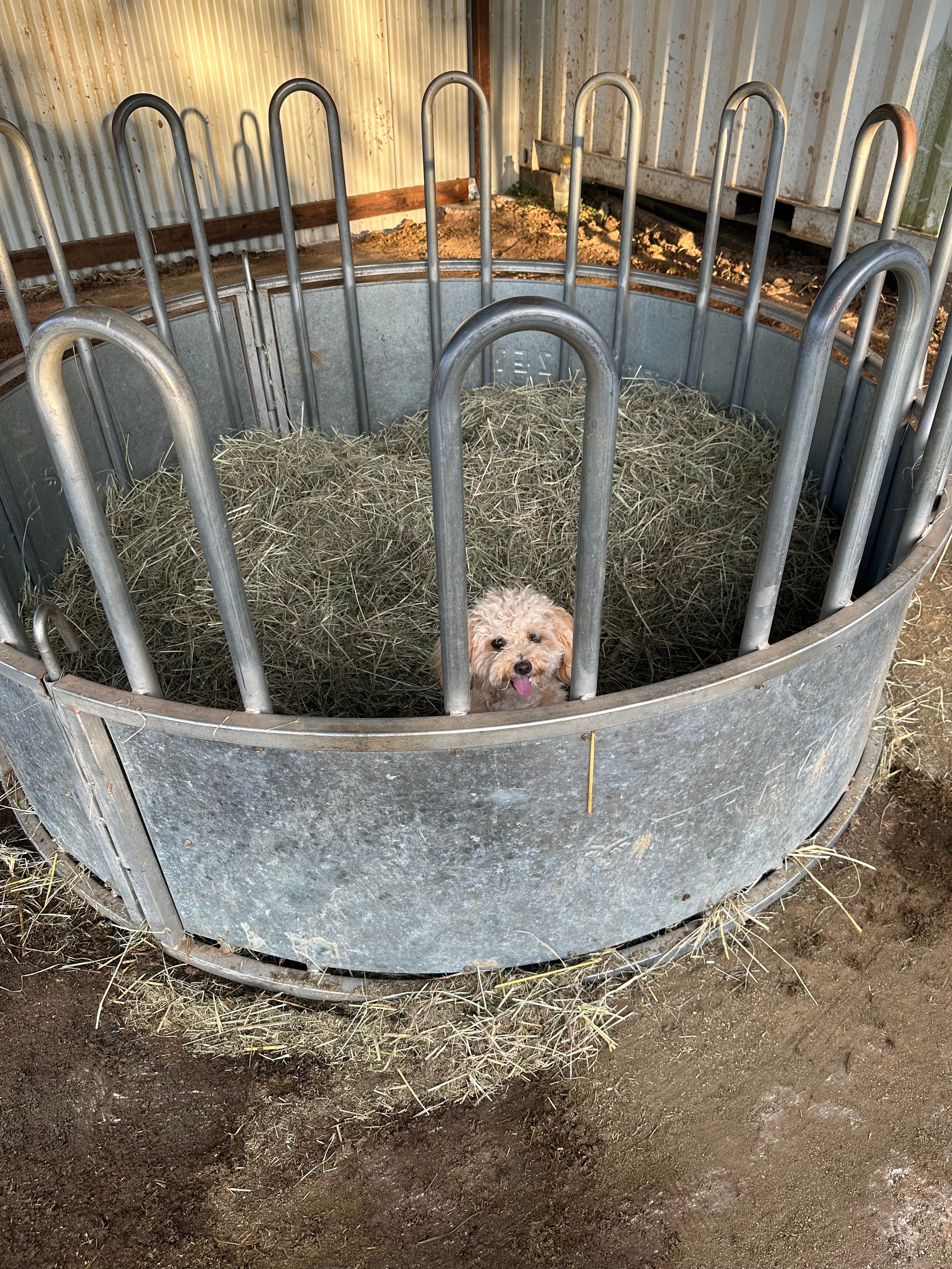 Our resident cavoodle helping at feed time