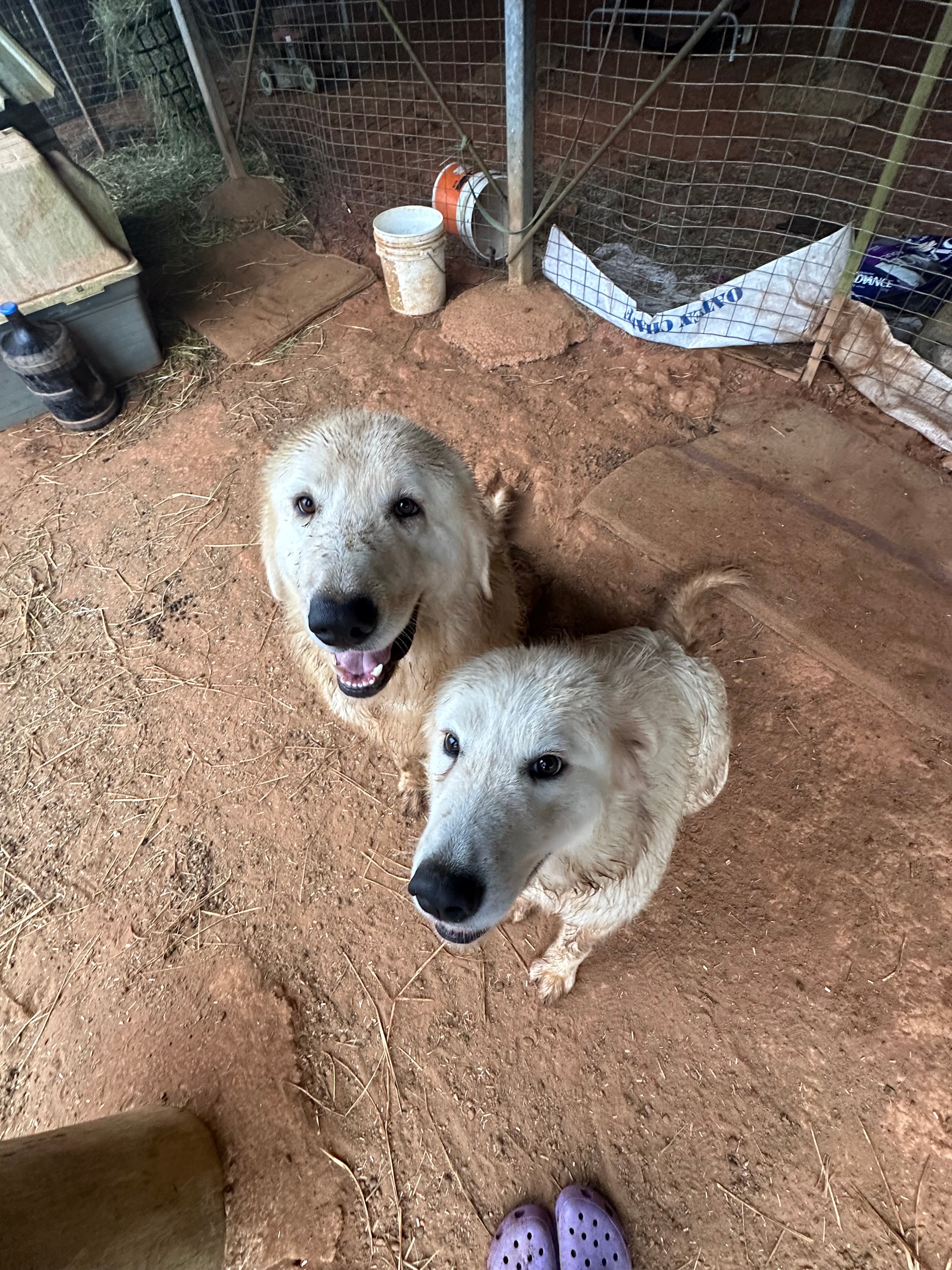Guardian Dogs